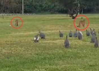 Vídeo mostra duas onças-pardas caminhando por condomínio de no interior de SP