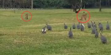 Vídeo mostra duas onças-pardas caminhando por condomínio de no interior de SP