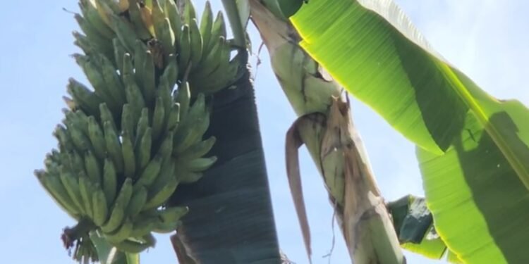 Produtores de Caroebe estão em alerta com doença que atinge bananeiras e não tem tratamento
