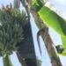 Produtores de Caroebe estão em alerta com doença que atinge bananeiras e não tem tratamento