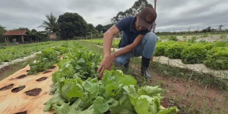 Produtores do oeste paulista se preparam para período de chuvas e adaptam lavouras
