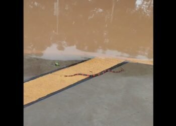 Cobra e tartaruga surgem em calçadas da região da Rua do Porto após Rio Piracicaba transbordar; VÍDEO