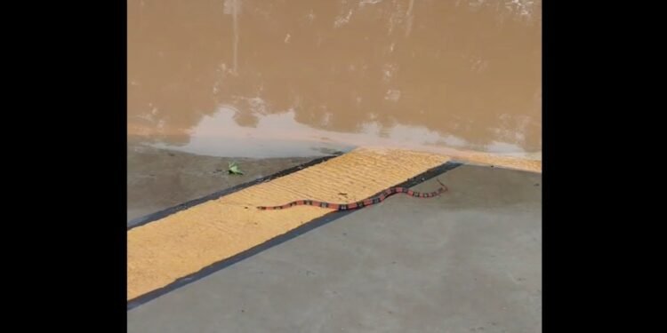 Cobra e tartaruga surgem em calçadas da região da Rua do Porto após Rio Piracicaba transbordar; VÍDEO Cobra e tartaruga surgem em calçadas da região da Rua do Porto após Rio Piracicaba transbordar; VÍDEO