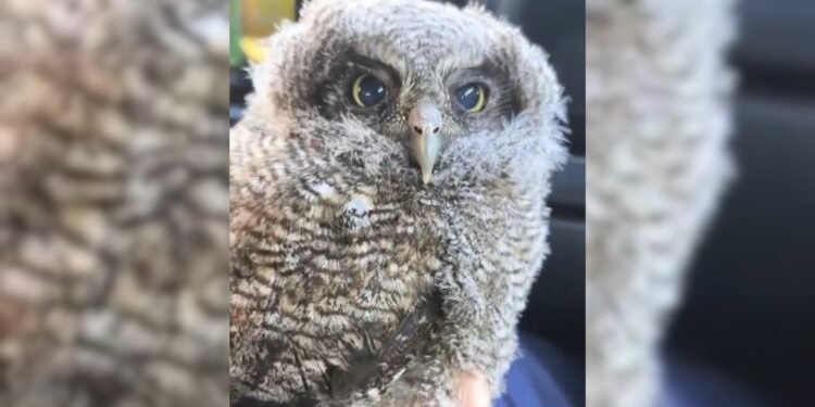 VÍDEO: Filhote de coruja-buraqueira é resgatado em área abandonada no interior de SP