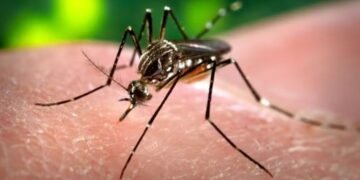 Paraíba registra aumento de mais de 16% nos casos de dengue até outubro e 14 mortes em 2026, aponta boletim epidemiológico