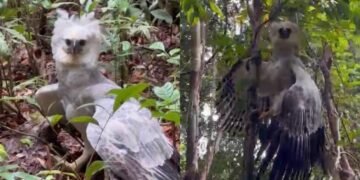Maior águia das Américas, harpia é flagrada por locutor durante trilha em RO