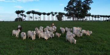 34 cidades do ES têm mais bois e vacas do que habitantes; veja os números por município 34 cidades do ES têm mais bois e vacas do que habitantes; veja os números por município