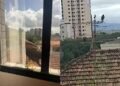 Gaviões aparecem diariamente na janela de escritório em Santos: ‘surpreendente’; VÍDEO