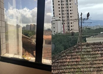 Gaviões aparecem diariamente na janela de escritório em Santos: ‘surpreendente’; VÍDEO