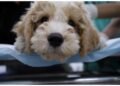 Semana Animal SP oferece vacinação, identificação por microchip e outros serviços gratuitos para pets