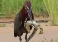 Socó-boi é flagrado predando filhote de jacaré no Pantanal de Mato Grosso