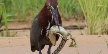 Socó-boi é flagrado predando filhote de jacaré no Pantanal de Mato Grosso