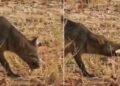 Biólogo registra cachorro-do-mato abrindo jatobá com os próprios dentes no Pantanal
