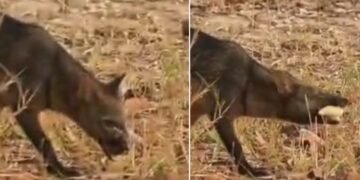 Biólogo registra cachorro-do-mato abrindo jatobá com os próprios dentes no Pantanal