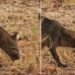 Biólogo registra cachorro-do-mato abrindo jatobá com os próprios dentes no Pantanal