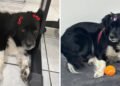 Cadela com câncer é abandonada em shopping, adotada por gerente e vira mascote no interior de SP