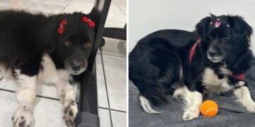 Cadela com câncer é abandonada em shopping, adotada por gerente e vira mascote no interior de SP
