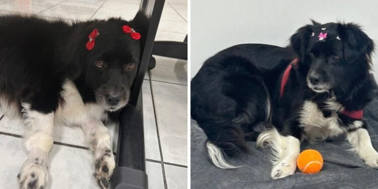 Cadela com câncer é abandonada em shopping, adotada por gerente e vira mascote no interior de SP