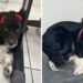 Cadela com câncer é abandonada em shopping, adotada por gerente e vira mascote no interior de SP