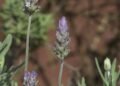 Família troca cana-de-açúcar por lavanda e aposta em cultivo de ervas aromáticas no calorão do interior de SP