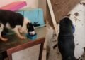 Cães e gatos são resgatados em meio a fezes após 2 semanas sem água e comida em apartamento em Vila Velha