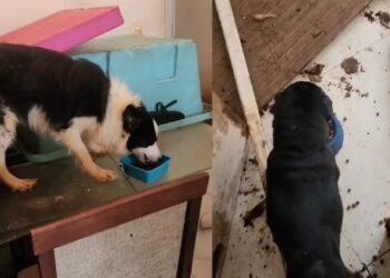 Cães e gatos são resgatados em meio a fezes após 2 semanas sem água e comida em apartamento em Vila Velha