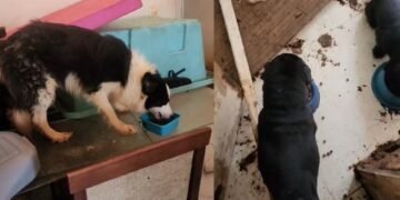 Cães e gatos são resgatados em meio a fezes após 2 semanas sem água e comida em apartamento em Vila Velha