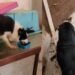 Cães e gatos são resgatados em meio a fezes após 2 semanas sem água e comida em apartamento em Vila Velha